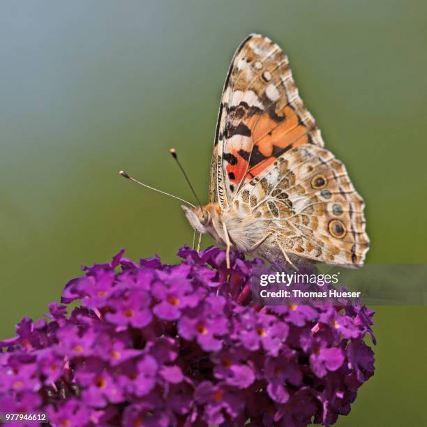 schmetterling - schmetterling stock pictures, royalty-free photos & images