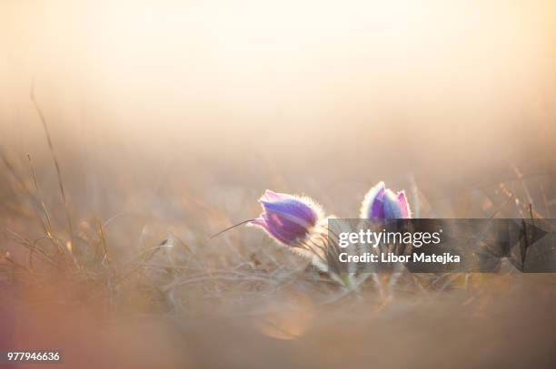pulsatilla grandis (pasque flower) - pulsatilla grandis stock pictures, royalty-free photos & images
