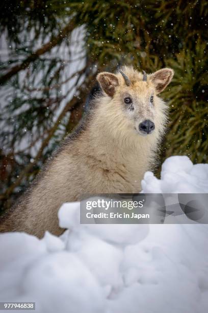 150 Dahu Stock Photos, High-Res Pictures, and Images - Getty Images