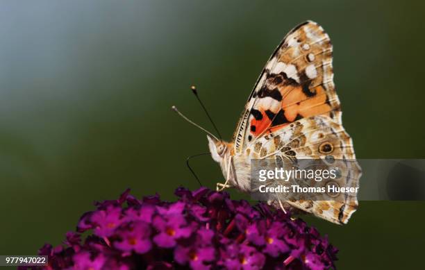 schmetterling flieder - schmetterling stock pictures, royalty-free photos & images