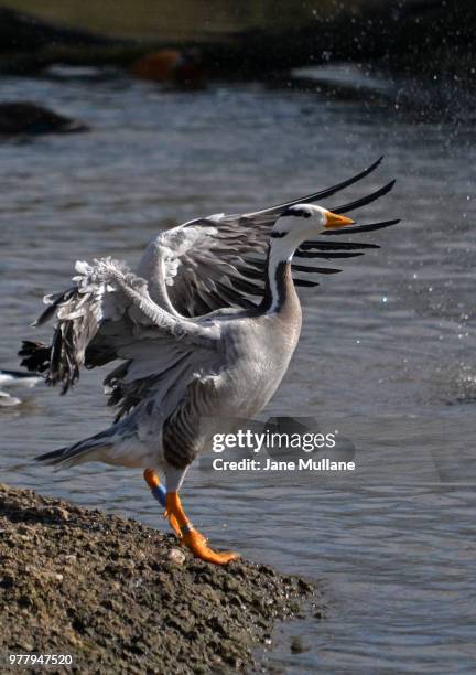 close-up of bare-headed goose (anser indicus) flapping on shore, slimbridge, england, uk - anser indicus stock pictures, royalty-free photos & images
