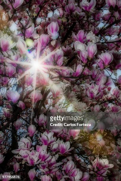 256/365 el magnolio y el rayo de sol - magnolio fotografías e imágenes de stock