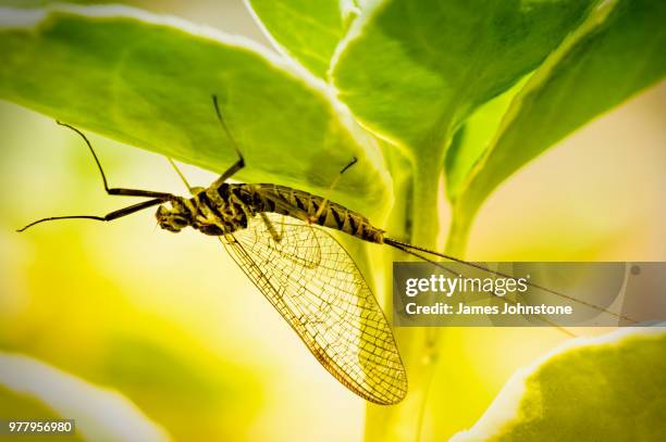 mayfly under leaf - mayfly stock pictures, royalty-free photos & images
