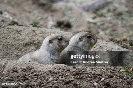Cuccioli Cuccioli