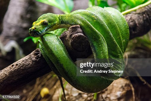 Snake Snake