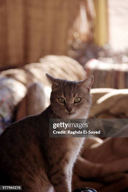 the cat pose - cat pose stock pictures, royalty-free photos & images