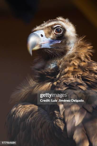 black vulture at the zoo in jerez - abutre fusco imagens e fotografias de stock