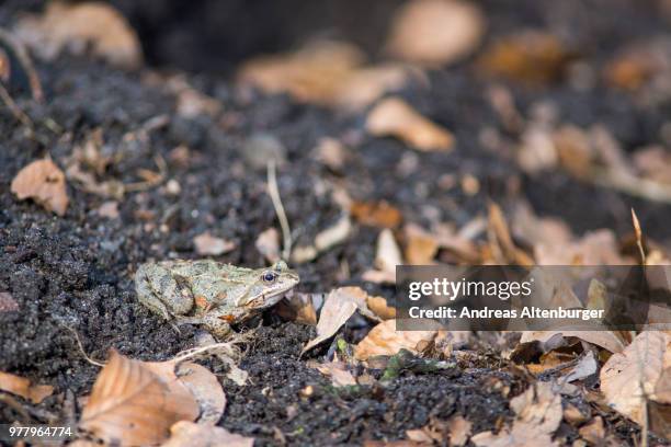 Spring Frog Hatching Spring Frog Photos and Premium High Res Pictures - Getty Images