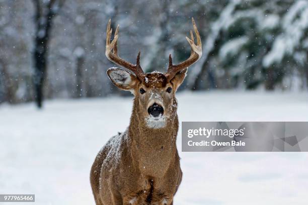 white-tail buck in snowfall - white tail buck stock-fotos und bilder