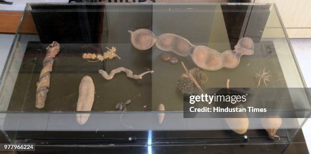 Some of the rare herbs found in area on display at the Titwala Museum, Kalyan on June 16, 2018 in Mumbai, India. The museum has a wide range of...