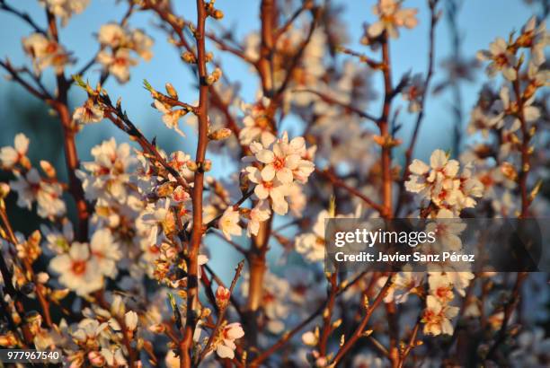 almendro - almendro stock pictures, royalty-free photos & images