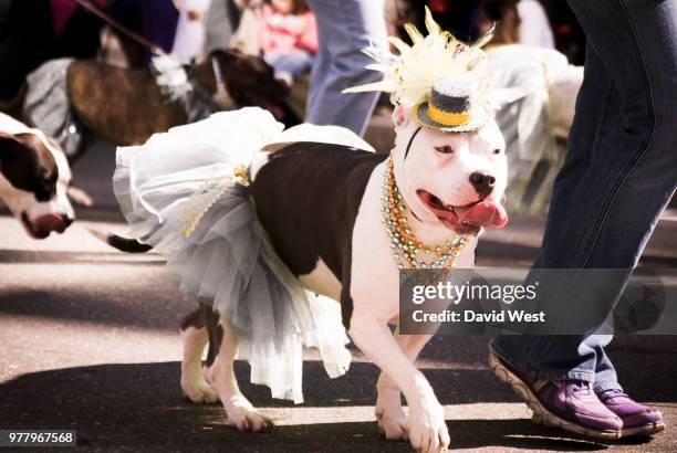 wedding day gone to the dogs - dog parade stock pictures, royalty-free photos & images