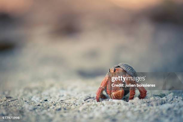 bernard - tube feet stock pictures, royalty-free photos & images