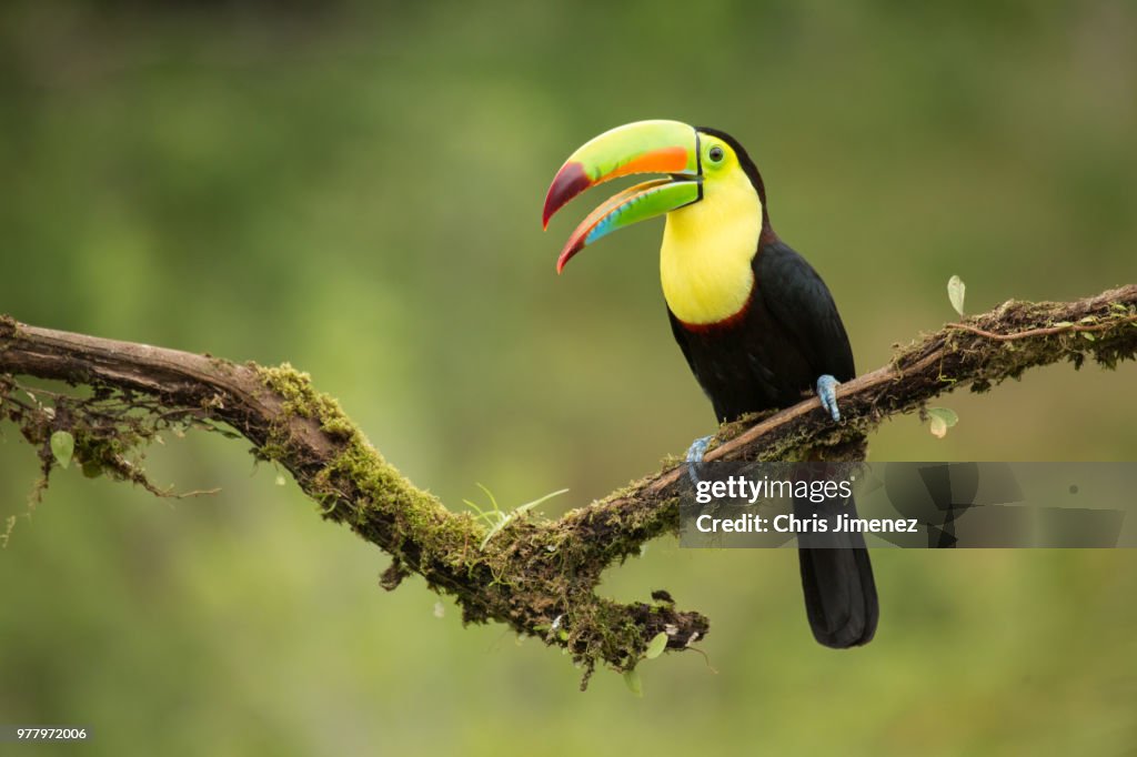 Keel-billed Toucan (Ramphastos sulfuratus) perching on branch, Costa Rica
