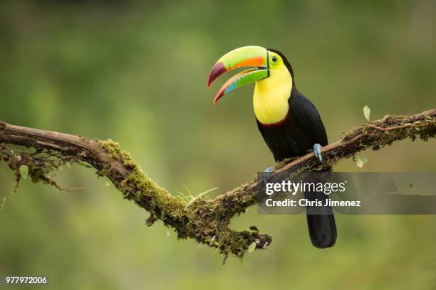 keel-billed toucan (ramphastos sulfuratus) perching on branch, costa rica - toucan 個照片及圖片檔