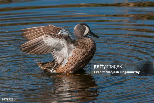 blue winged teal - blue winged teal stock pictures, royalty-free photos & images