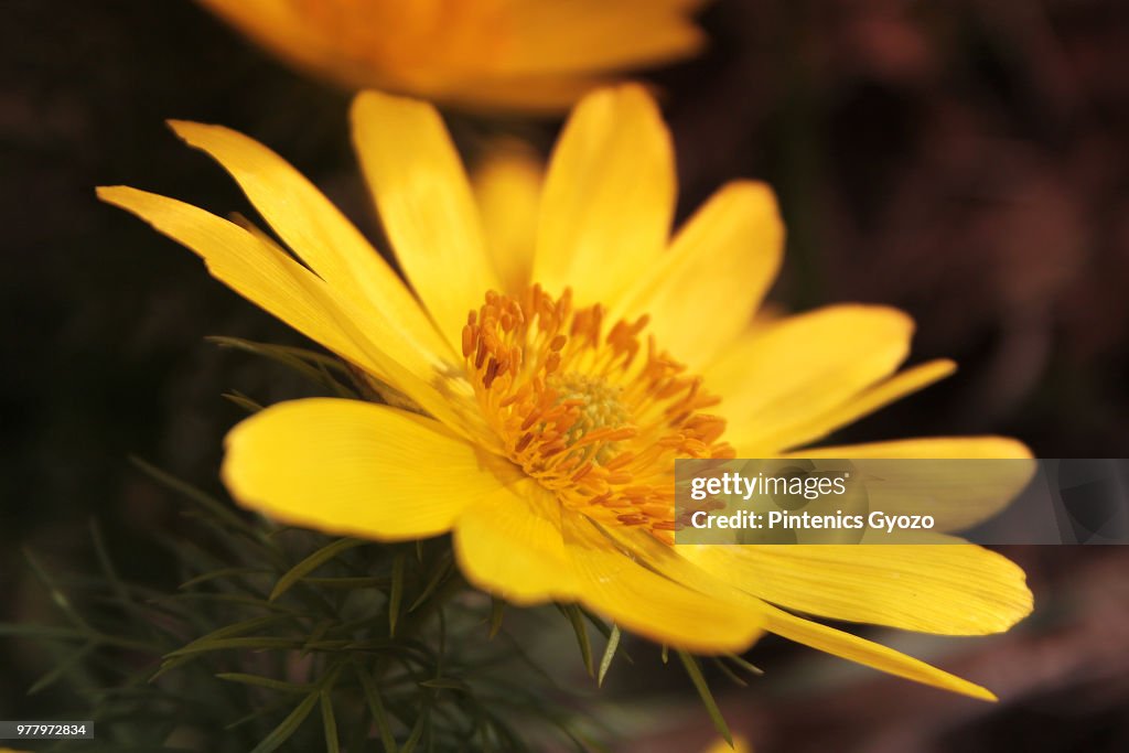 Yellow solar