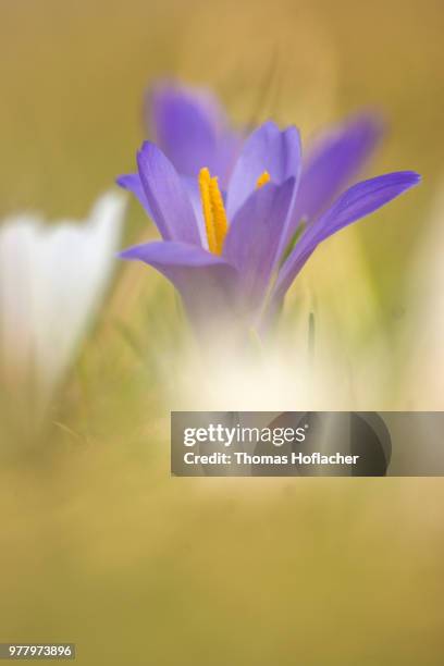 Unstoppable Spring Unstoppable Nature Photos and Premium High Res Pictures - Getty Images