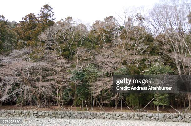 japanese deciduous forest in winter - deciduous stock pictures, royalty-free photos & images