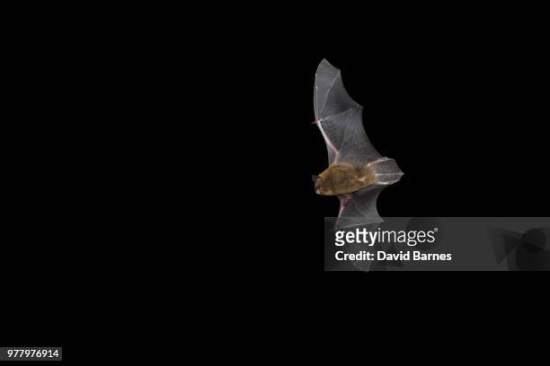 common pipistrelle - bat stock pictures, royalty-free photos & images