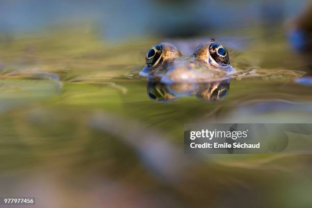 mon oeil - oeil fotografías e imágenes de stock