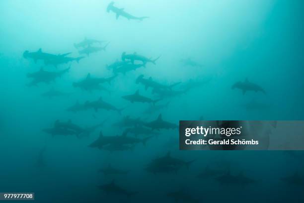 school of hammerhead sharks in cocos island national park, cocos island, costa rica - cocos island stockfoto's en -beelden