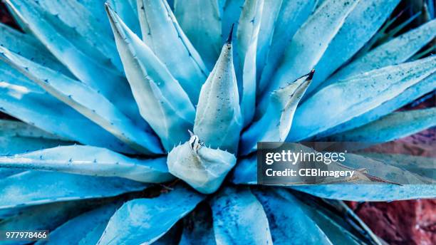 agave dreams - glaucus fotografías e imágenes de stock