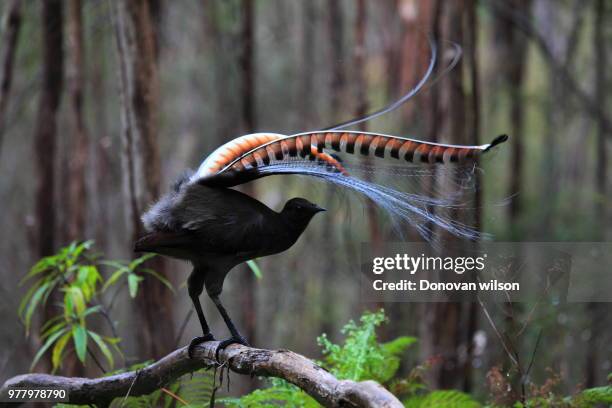 the superb lyrebird' - superb stock pictures, royalty-free photos & images