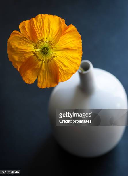 vase with poppy - poppies in vase stock pictures, royalty-free photos & images