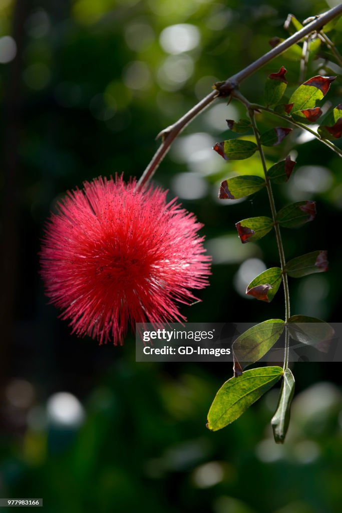 Calliandra hanging on twig