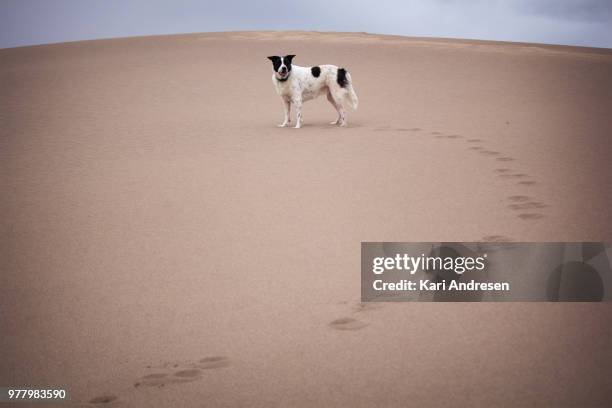 josie at the sand dunes - desert dog stockfoto's en -beelden
