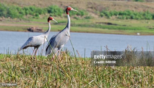 sarus - grus rubicunda stock pictures, royalty-free photos & images