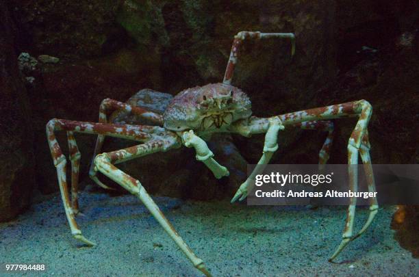 119 Japanese Crab Spider Stock Photos, High-Res Pictures, and Images