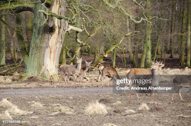 Fallow Discing 276 Fallow Deers Stock Photos, High-Res Pictures, and Images - Getty Images
