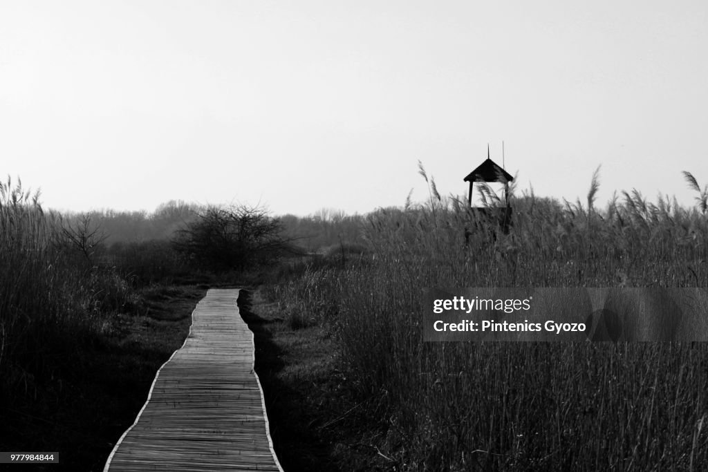 Along the wooden road....