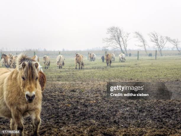 pferde auf der wiese - pferde stock pictures, royalty-free photos & images