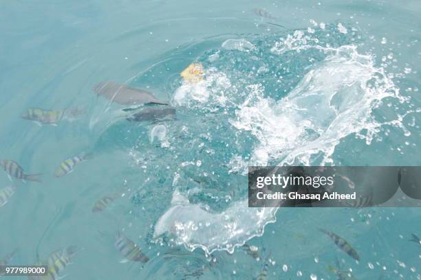 the fish - funkwelle stock-fotos und bilder