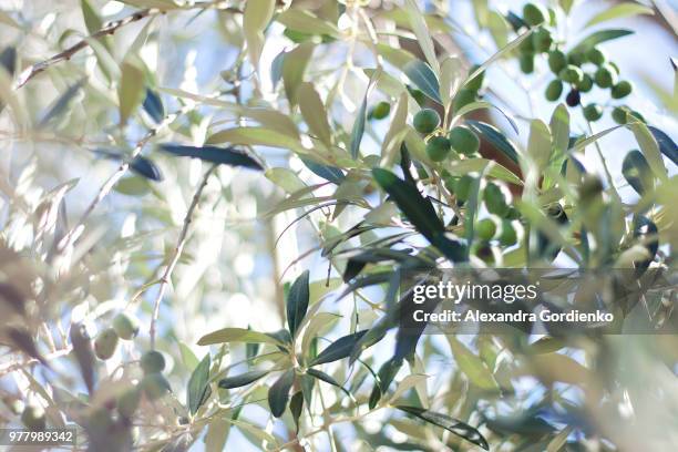 olive tree - folha de bambu - fotografias e filmes do acervo