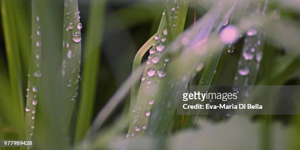 regentropfen an grashalmen - raindrops - regentropfen stockfoto's en -beelden