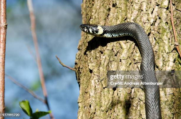 Alpha Natrix 1,384 Natrix Stock Photos, High-Res Pictures, and Images - Getty Images