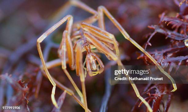 goldeneye - portrait of a pycnogonid - succhiare il sangue foto e immagini stock