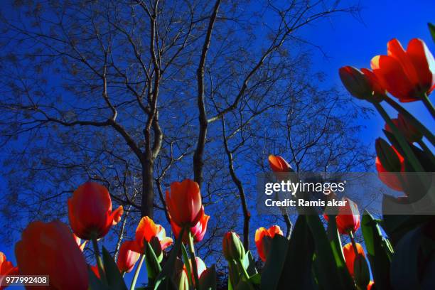 bahçelievler,turkey - middle east - ramius stock pictures, royalty-free photos & images