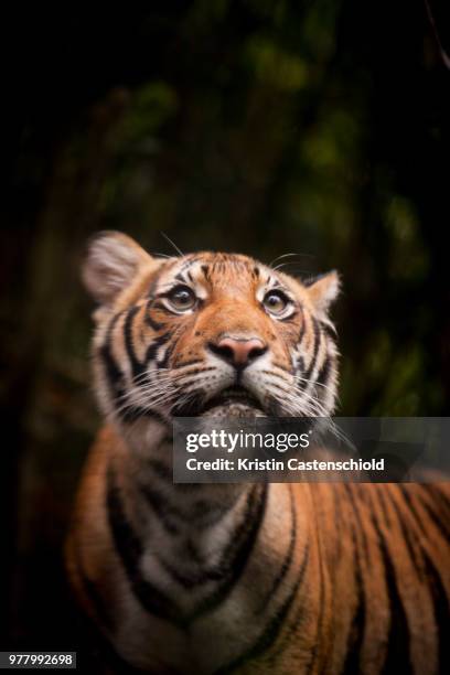 bronx zoo tiger - bronx zoo ストックフォトと画像