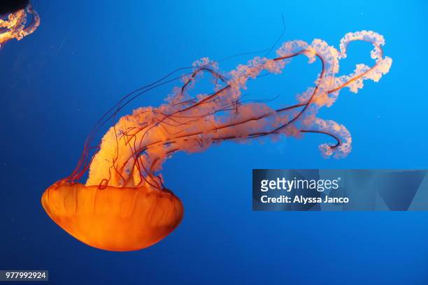 pacific sea nettle (chrysaora fuscescens) - chrysaora - fotografias e filmes do acervo