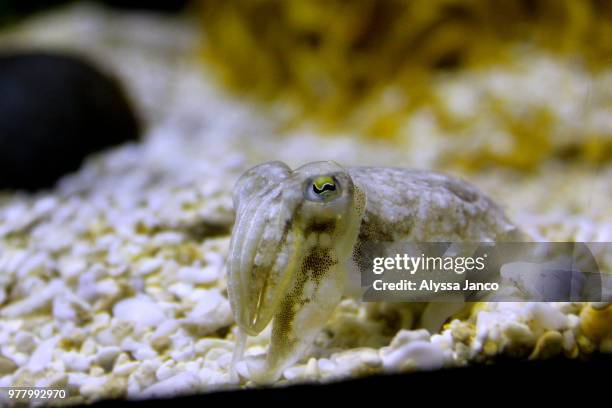 545 Cuddle Fish Stock Photos, High-Res Pictures, and Images - Getty Images