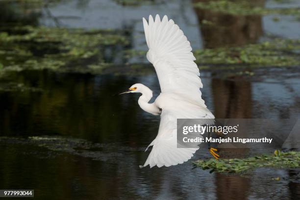 snowy egret (egretta thula) taking off in everglades national park, everglades, florida, usa - snowy egret stock pictures, royalty-free photos & images