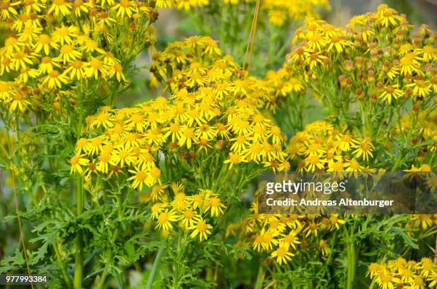 jacobaea vulgaris, ragwort or benweed - ragwort stock pictures, royalty-free photos & images