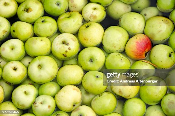 apples in a water bath - water apples stock pictures, royalty-free photos & images