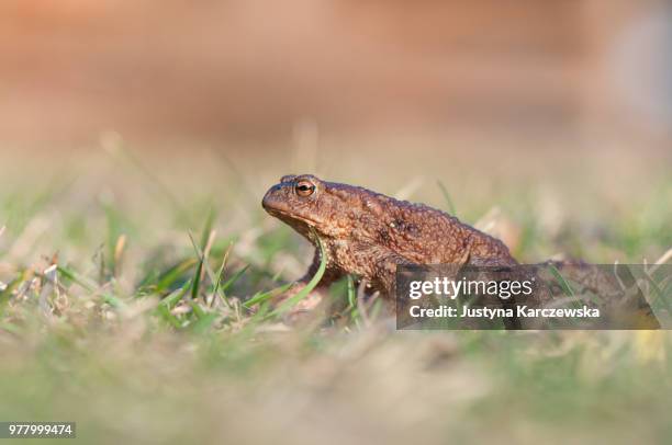Toad Standing Rear 102 Toad Standing Stock Photos, High-Res Pictures, and Images - Getty ...
