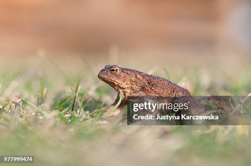Common toad (Bufo bufo) Common toad (Bufo bufo)